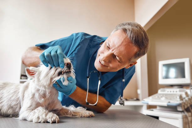 Best Emergency Tooth Extraction in Little Falls, MN